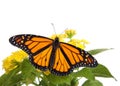 Monarch Butterfly on yellow lantana flowers, wings wide open, top view. Isolated Royalty Free Stock Photo