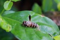 Nature chrysalis of bug on green leaf