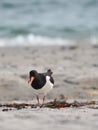 Close-up of one oystercatcher in frontal view at the beach of the island Heligoland