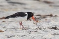 Close-up of one oystercatcher in side view at the beach of the island Heligoland