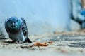 Close-up of one pigeon sick dying in the city yard