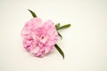 Close up one pink carnation on white background so beautiful. Royalty Free Stock Photo