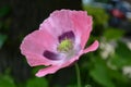Close up of one pink poppy flower in a British cottage style garden in a sunny summer day, beautiful outdoor floral background pho