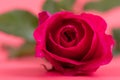 Close-up pink rose flower on pink background