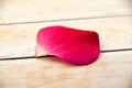 Close up one pink rose petal on the floor Royalty Free Stock Photo