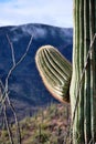 Close-up of one prickly arm of saguaro cactus, Tucson Royalty Free Stock Photo