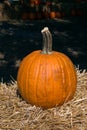 Close-up of One Pumpkin on Haybale