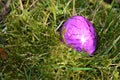Close up of one purple easteregg in the mossy grass