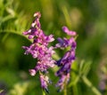 Close up of one purple Hedysarum alpinum ( sulla coronaria) on the sunset Royalty Free Stock Photo