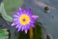 Close-up of one purple lotus flower is blooming in the pot Royalty Free Stock Photo