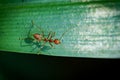 Close up One red ant on green leaf and black background Royalty Free Stock Photo
