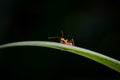 Close up One red ant on green leaf and black background Royalty Free Stock Photo