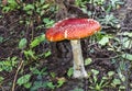 Close-up of one red mushroom among green grass in the autumn forest. Amanita muscaria, known as fly agaric or , is a beautiful bu Royalty Free Stock Photo