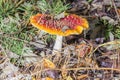 Close-up of one red mushroom among green grass in the autumn forest. Amanita muscaria, known as fly agaric or , is a beautiful bu Royalty Free Stock Photo