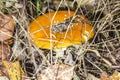 Close-up of one red mushroom among green grass in the autumn forest. Amanita muscaria, known as fly agaric or , is a beautiful bu Royalty Free Stock Photo