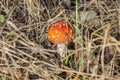 Close-up of one red mushroom among green grass in the autumn forest. Amanita muscaria, known as fly agaric or , is a beautiful bu Royalty Free Stock Photo