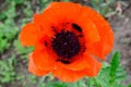 Close Up Of One Red Orange Poppy Flower And Blurred Small Blooms In A British Cottage Style Garden In A Sunny Summer Day, Beautifu