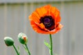 Close up of one red orange poppy flower and two small blooms in a British cottage style garden in a sunny summer day, beautiful ou Royalty Free Stock Photo