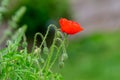 Close up of one red poppy flower and many small blooms in a British cottage style garden in a sunny summer day, beautiful outdoor Royalty Free Stock Photo