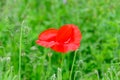 Close up of one red poppy flower and many small green blossoms in a sunny summer garden, beautiful outdoor floral background photo Royalty Free Stock Photo