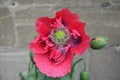 Close up of one red poppy flower and many small water drops in a rainy summer garden, beautiful outdoor floral background photogra Royalty Free Stock Photo