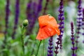 Close up of one red poppy flower and one small bloom in a British cottage style garden in a sunny summer day, beautiful outdoor fl Royalty Free Stock Photo