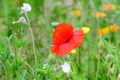 Close up of one red poppy flower and one small bloom in a British cottage style garden in a sunny summer day, beautiful outdoor fl Royalty Free Stock Photo