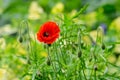 Close up of one red poppy flower and small blooms in a British cottage style garden in a sunny summer day, beautiful outdoor flora Royalty Free Stock Photo