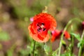 Close up of one red poppy flowers and blurred green leaves in a British cottage style garden in a sunny summer day, beautiful