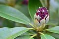 Close up of one rhododendron bud in a garden Royalty Free Stock Photo