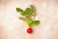 One fresh red radish with green leaves on a beige background, top view. Freshly harvested spring red radish