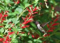 Close up of one ruby throated hummingbird drinking from pineapple sage