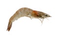 Close up one shrimp isolated on white background. Clipping path Royalty Free Stock Photo