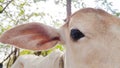 Close up one side eye and ear of cow Royalty Free Stock Photo