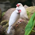 Pair of java sparrow birds, one albino and one pale-grey colored perched on the grey stones Royalty Free Stock Photo