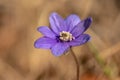 Close up of one single blue anemone flower in sunlight Royalty Free Stock Photo