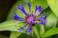 Close up of one single blue corn flower Royalty Free Stock Photo