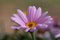 Close up of one single pink daisy flower Royalty Free Stock Photo