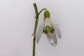 Close up of one single snowdrop flower with water drops Royalty Free Stock Photo