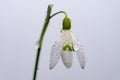 Close up of one single snowdrop flower, on white Royalty Free Stock Photo