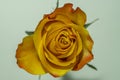 Close up of one single vibrant yellow rose Royalty Free Stock Photo