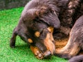 Close up of one sleepy dog head.Dog sleeping on a green grass gr