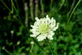 Close up of one small and delicate white flower of Tatarian cephalaria Cephalaria Gigantea plant in full bloom in a summer Royalty Free Stock Photo