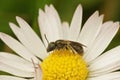 Close up of one of the smaller furrow bees, Lasioglossum on a daisy Royalty Free Stock Photo