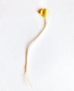 Close up of one soybean sprout on white background