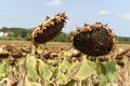 Two Sunflowers close together in a field of sunflowers Royalty Free Stock Photo