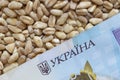 Ukrainian hrivnya banknote lying on heap of wheat grains