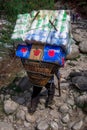 Close up of one traditional sherpas carrying heavy bag Royalty Free Stock Photo