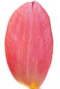 Close up Of One Tulip Petal