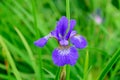 Close up of one vivid blue iris spring flower in full bloom in a garden in a sunny day in Scotland, United Kingdom